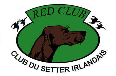 Red Club, le club de tous les passionnés de Setters Irlandais
